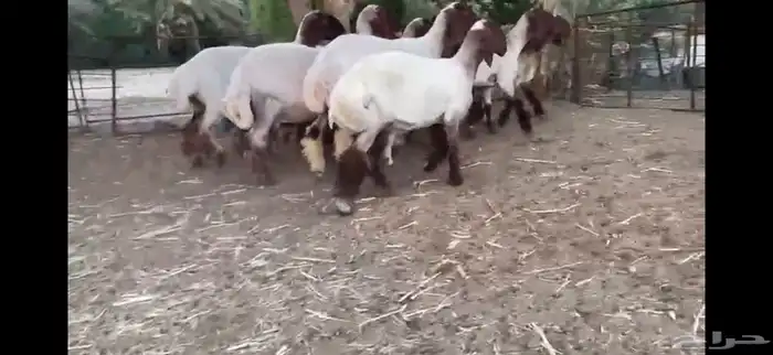 لعششاق النعيم الصنف للبيع جذعات صنف 0