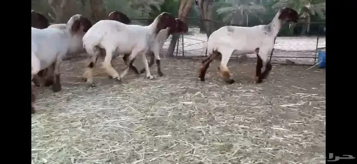 لعششاق النعيم الصنف للبيع جذعات صنف 12