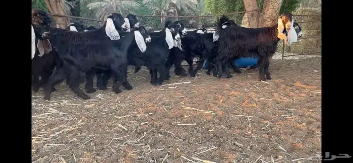 للبيع 13 جفره عوارض فاخره 9