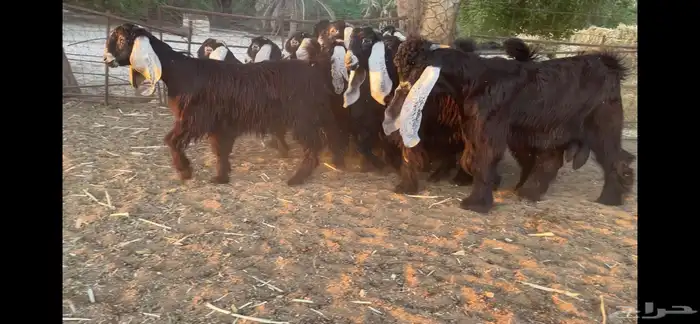 للبيع 13 جفره عوارض فاخره 14