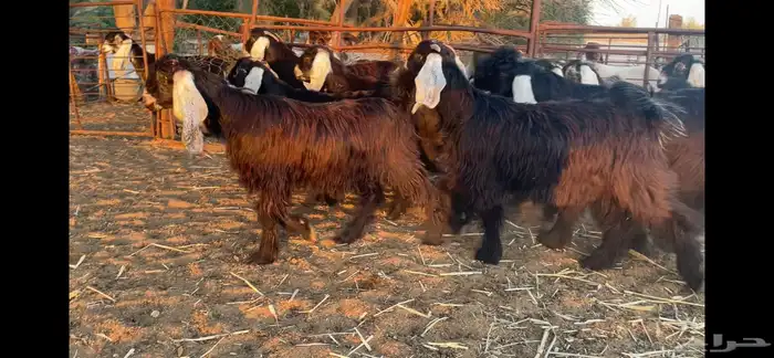 للبيع 13 جفره عوارض فاخره 17