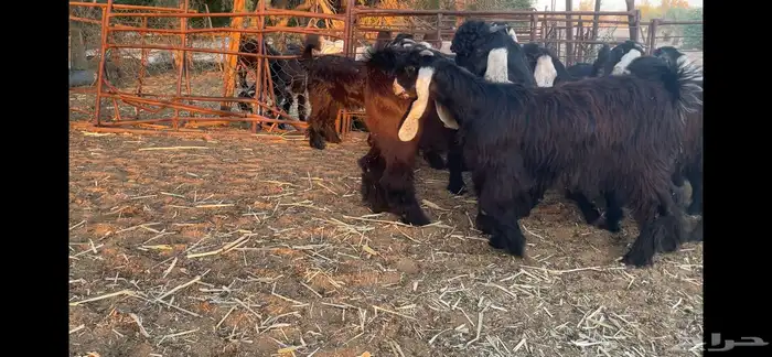 للبيع 13 جفره عوارض فاخره 4