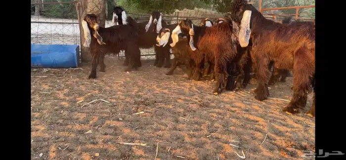 للبيع 13 جفره عوارض فاخره 15