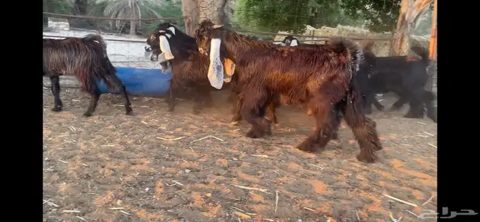 للبيع 13 جفره عوارض فاخره 2