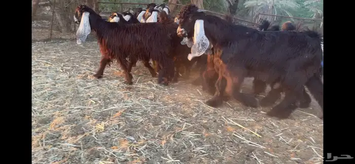 للبيع 13 جفره عوارض فاخره 13