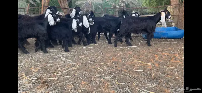 للبيع 13 جفره عوارض فاخره 10