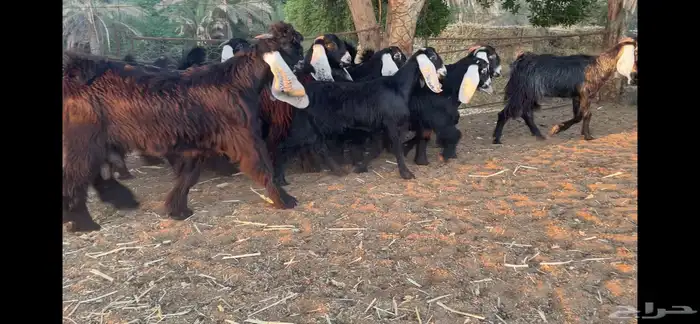 للبيع 13 جفره عوارض فاخره 8