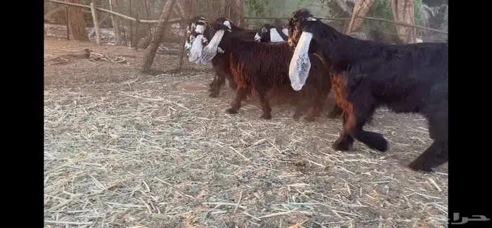 للبيع 13 جفره عوارض فاخره 1