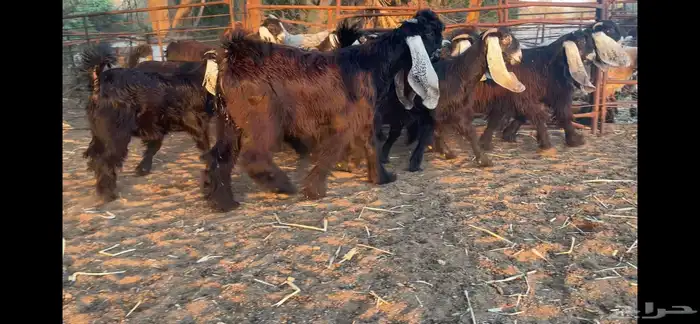 للبيع 13 جفره عوارض فاخره 20