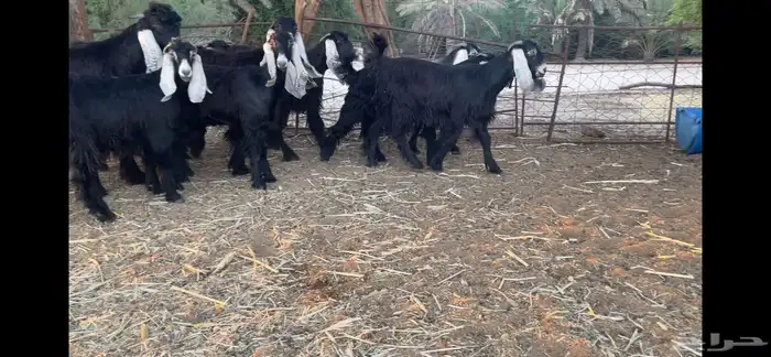 للبيع 13 جفره عوارض فاخره 11