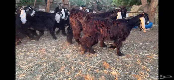 للبيع 13 جفره عوارض فاخره 0