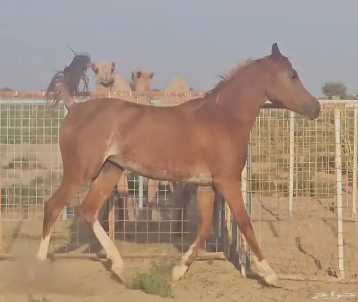 فرس شعبية للبيع 0