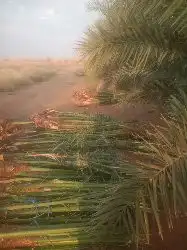 نخل طيب للبيع 1