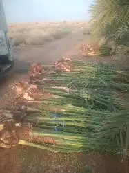 نخل طيب للبيع 0