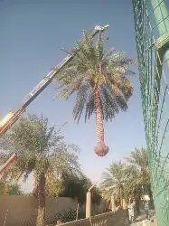 نخل طيب للبيع 3