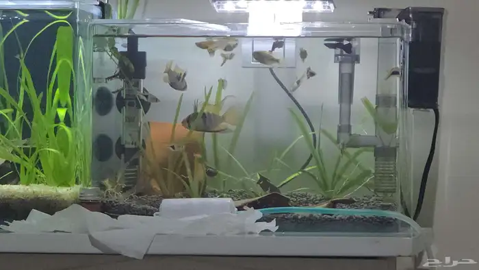 حوض سمك كامل بمشتملاته بالاسماك 3