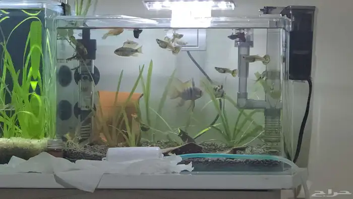 حوض سمك كامل بمشتملاته بالاسماك 2