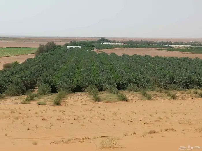 مطلوب مزرعه نخيل إيجار تكون في الزلفي او الغاط والحماده 0