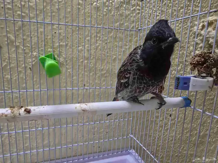 بلبل كشميري أليف سوبر جامبو 0