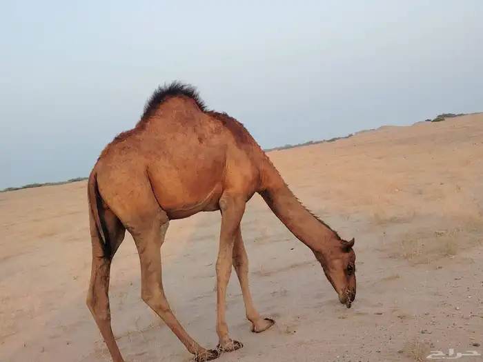 قعود ساحلي طيب مغلق شحم فل ماشاءالله كماهو واضح في الصور الع 0