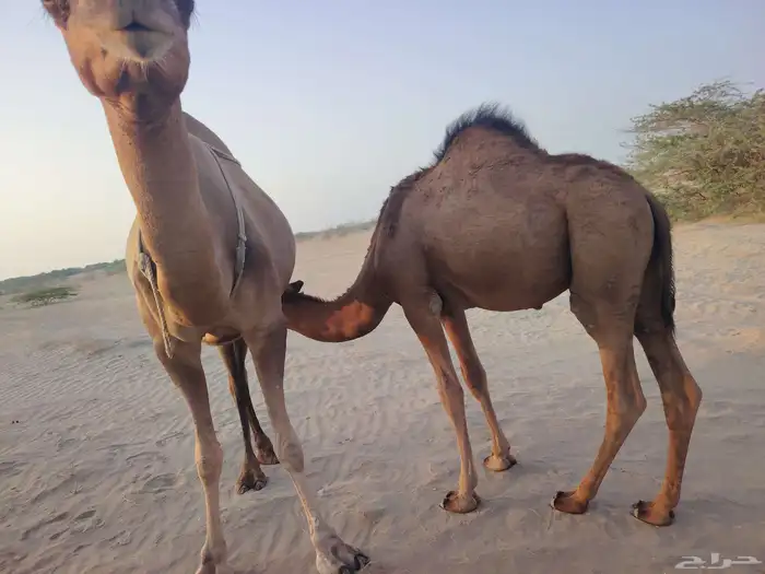 قعود ساحلي طيب مغلق شحم فل ماشاءالله كماهو واضح في الصور الع 7