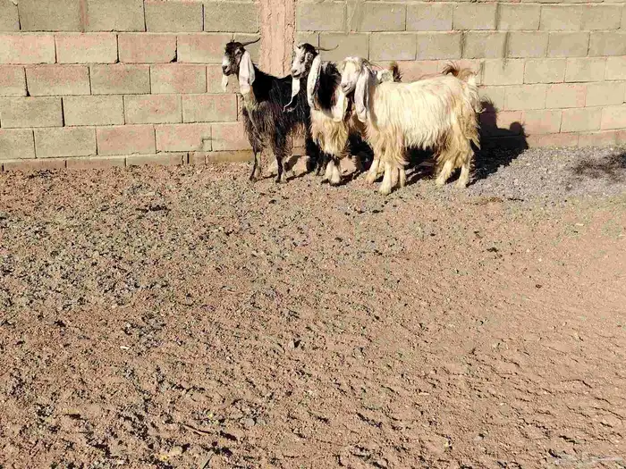 معزة مصريات العدد 4 السن رباع 3 وحده سن لبن مضاريع 0