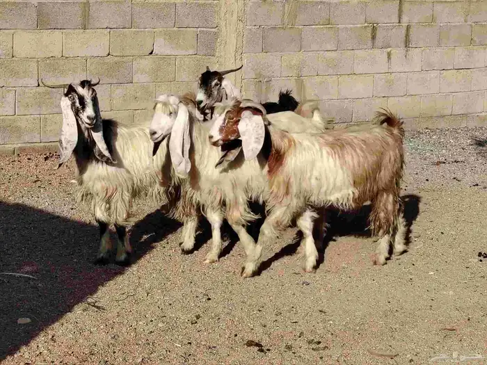 معزة مصريات العدد 4 السن رباع 3 وحده سن لبن مضاريع 2