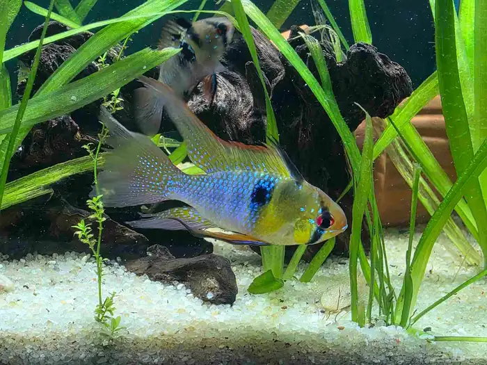 حوض سمك كامل بمشتملاته بالاسماك 5