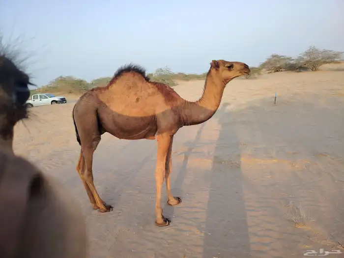 قعود ساحلي طيب مغلق شحم فل ماشاءالله كماهو واضح في الصور الع 9