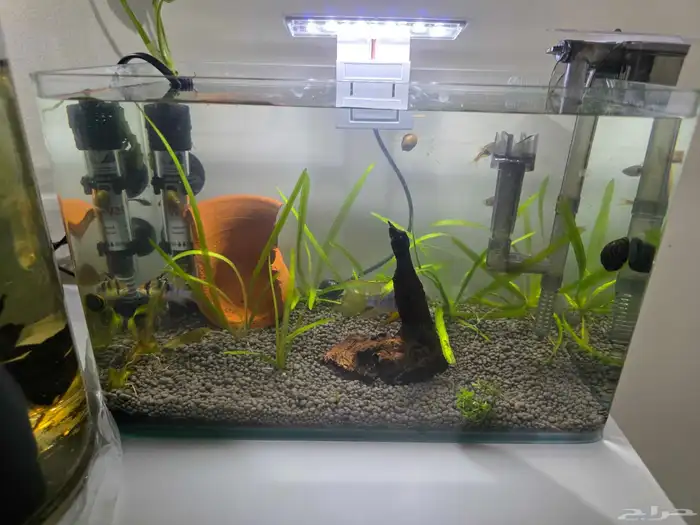 حوض سمك كامل بمشتملاته بالاسماك 0