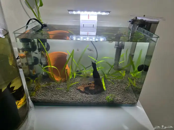 حوض سمك كامل بمشتملاته بالاسماك 1