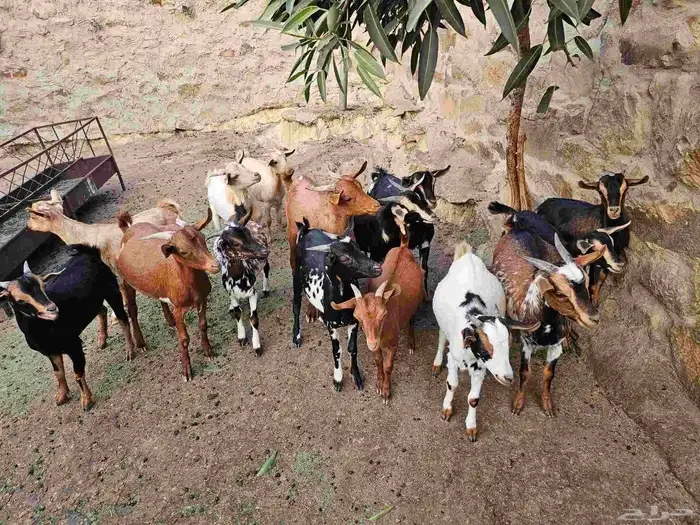 تيو س جنوبيه 3