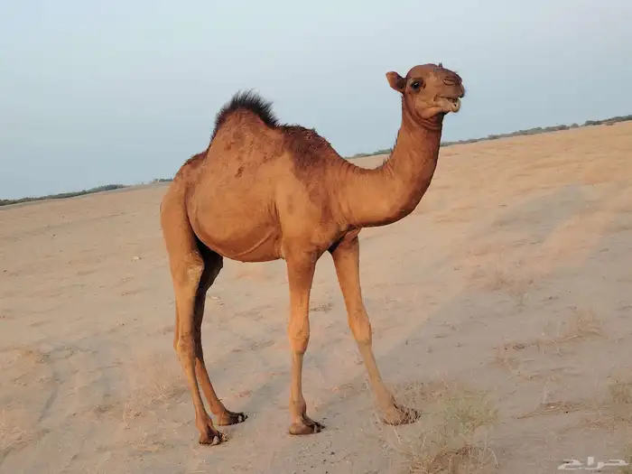 قعود ساحلي طيب مغلق شحم فل ماشاءالله كماهو واضح في الصور الع 4