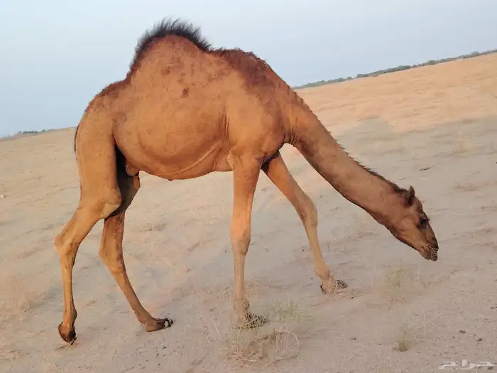 قعود ساحلي طيب مغلق شحم فل ماشاءالله كماهو واضح في الصور الع 3
