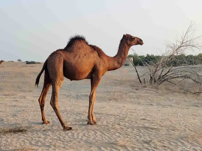 قعود ساحلي طيب مغلق شحم فل ماشاءالله كماهو واضح في الصور الع 5