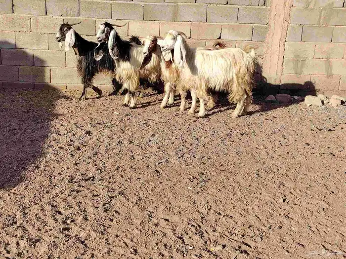 معزة مصريات العدد 4 السن رباع 3 وحده سن لبن مضاريع 1