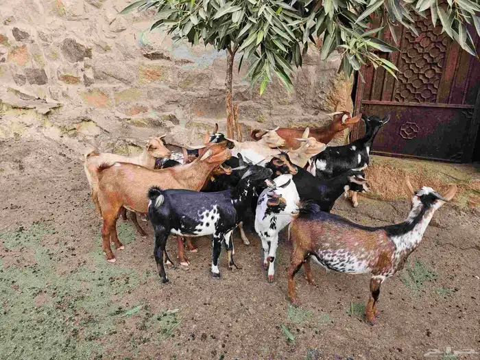 تيو س جنوبيه 0