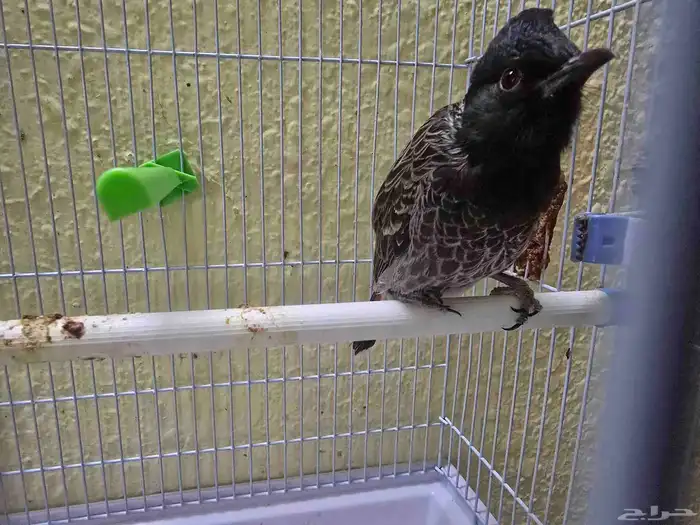 بلبل كشميري أليف سوبر جامبو 1