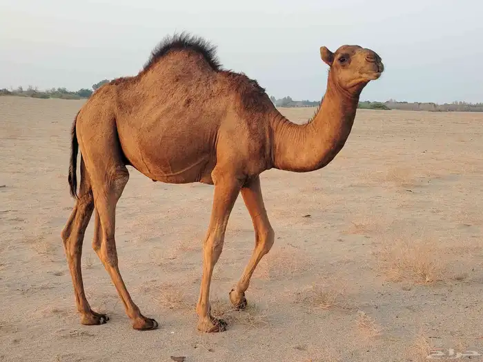 قعود ساحلي طيب مغلق شحم فل ماشاءالله كماهو واضح في الصور الع 2