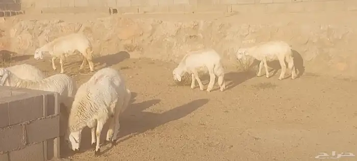 خرفان ورخال 0