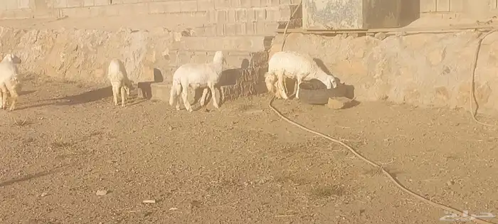 خرفان ورخال 5