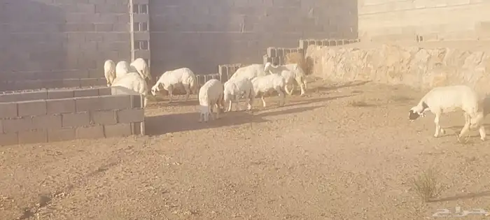 خرفان ورخال 4