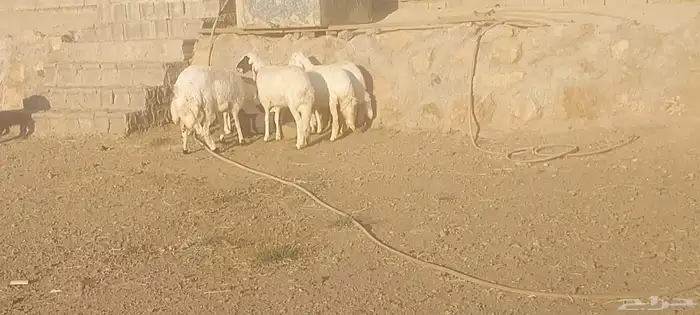 خرفان ورخال 3