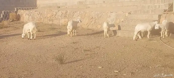 خرفان ورخال 2