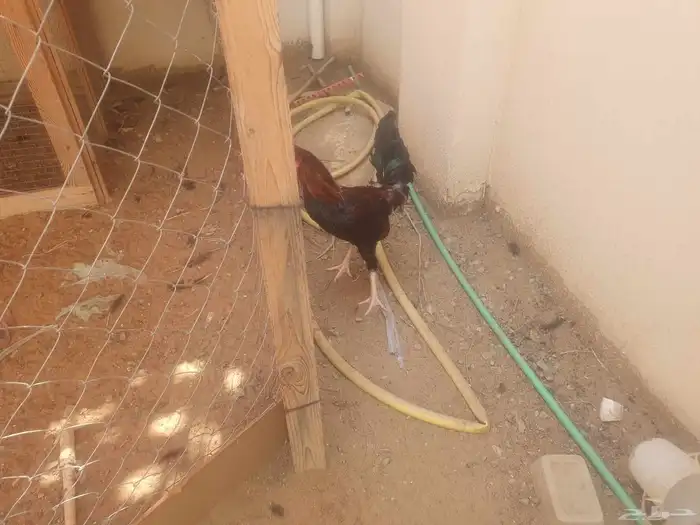 دجاج للبيع 0