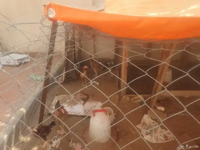 دجاج للبيع 3