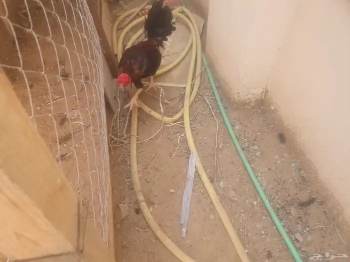 دجاج للبيع 1