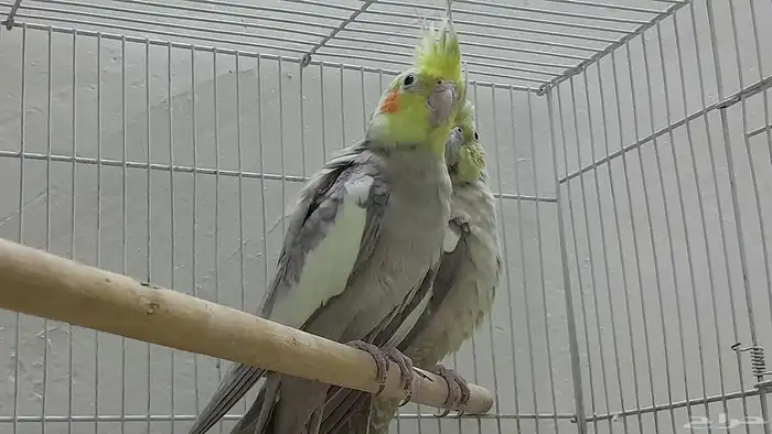 جوز كروان باكستاني 3