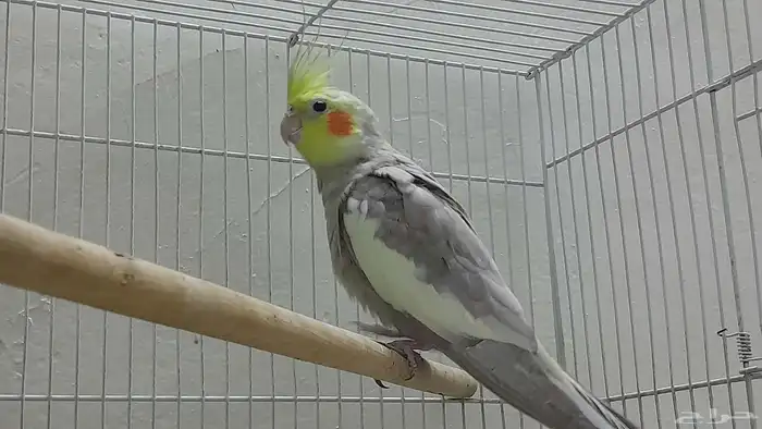 جوز كروان باكستاني 1