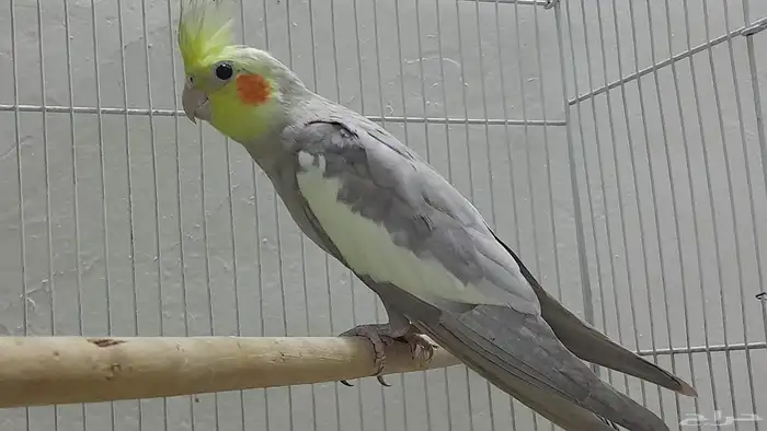 جوز كروان باكستاني 0